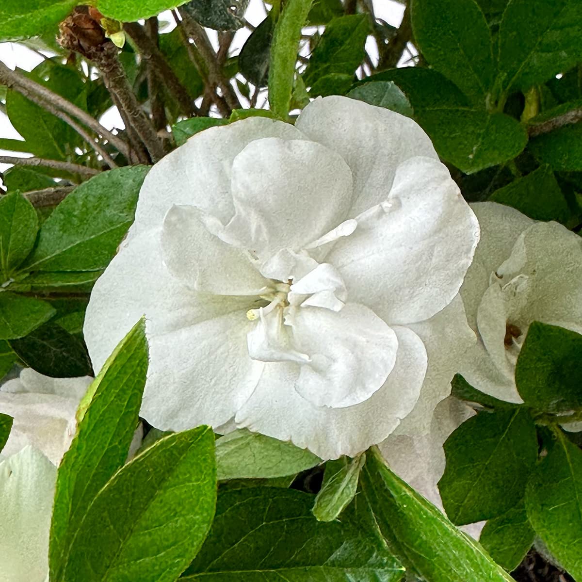 Live Evergreen Flowering Shrub 3 Gallon T862