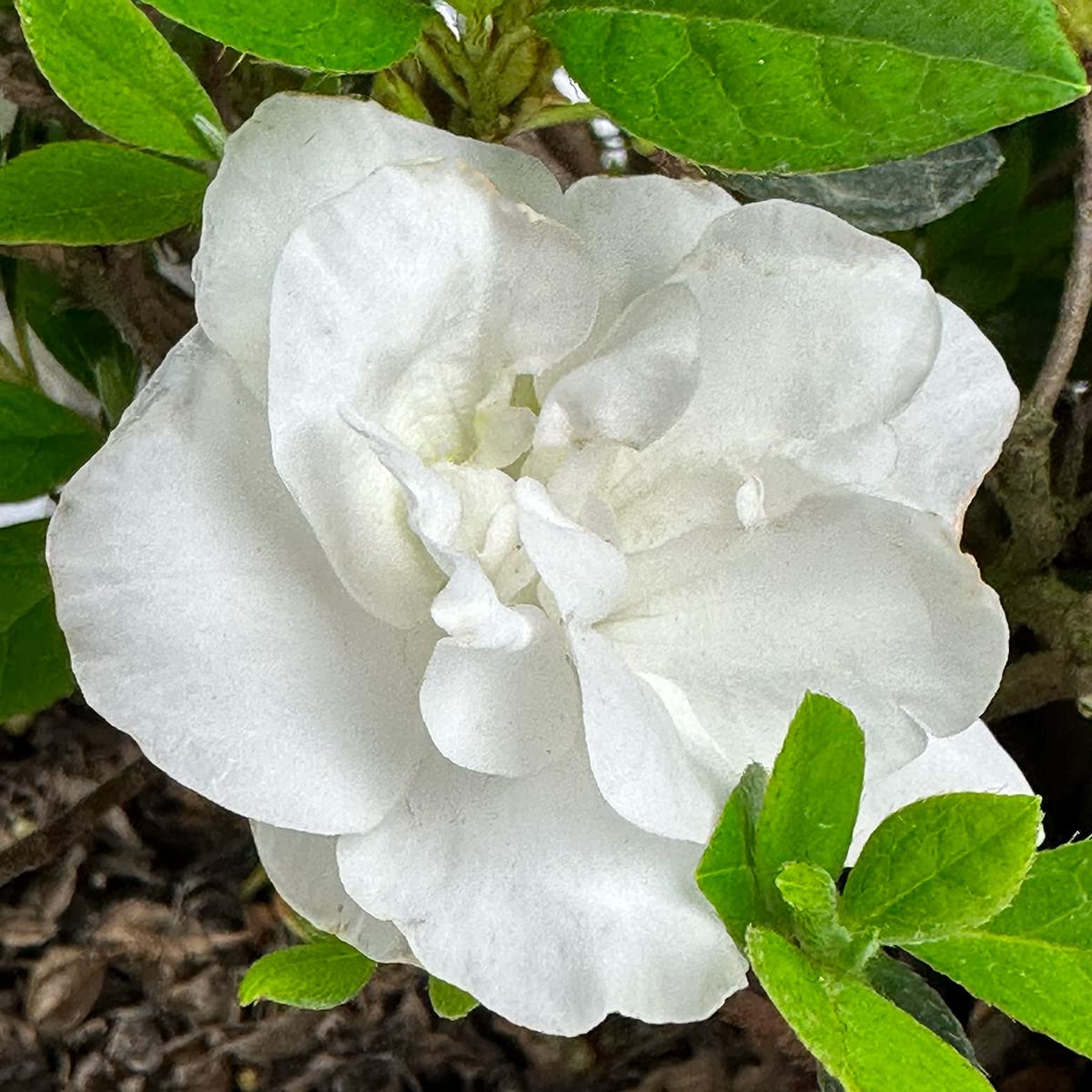 Live Evergreen Flowering Shrub 3 Gallon T862