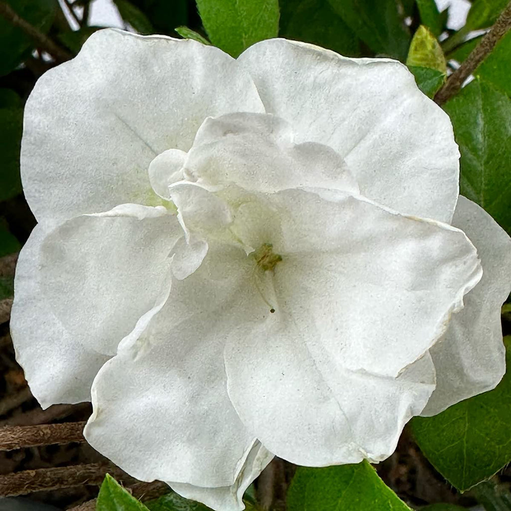 Live Evergreen Flowering Shrub 3 Gallon T862