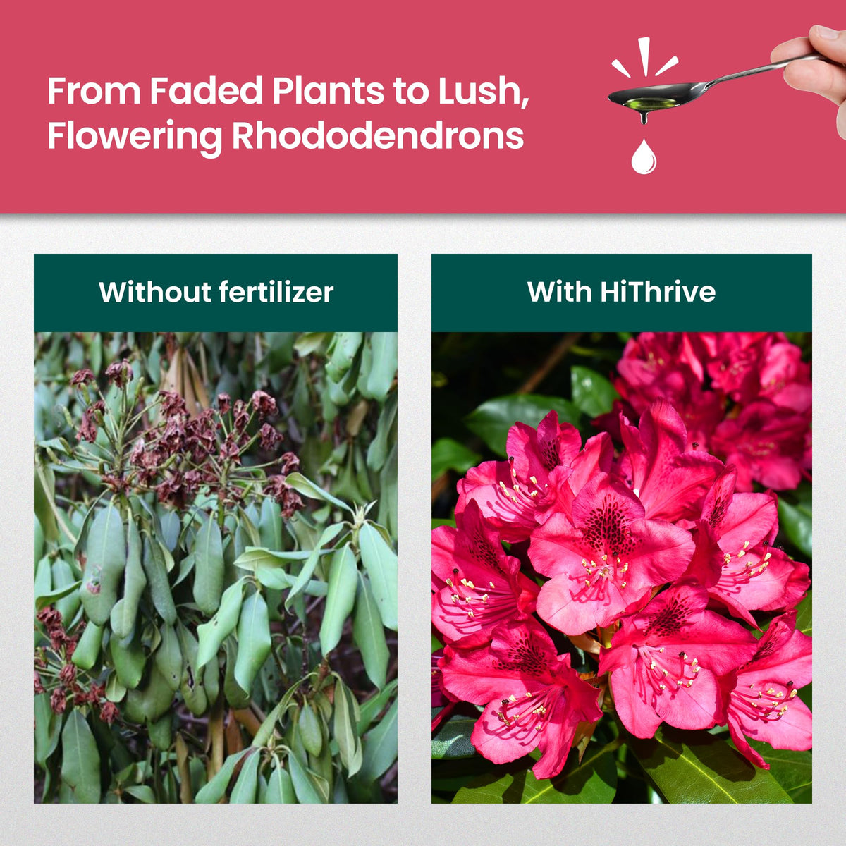 16oz Rhododendron Plant Food I254107