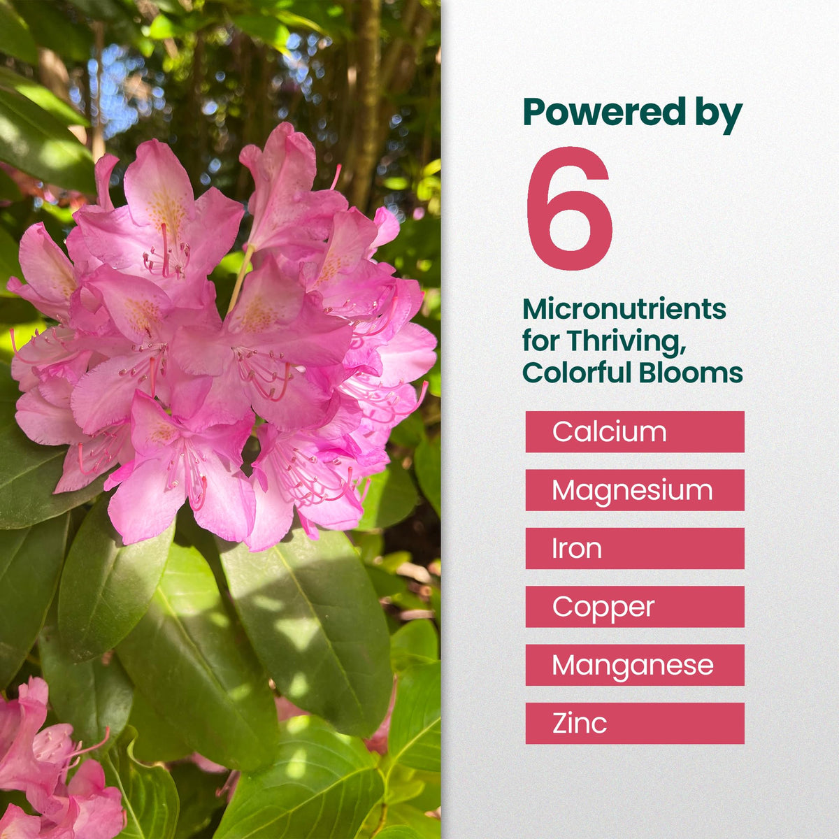 16oz Rhododendron Plant Food I254107