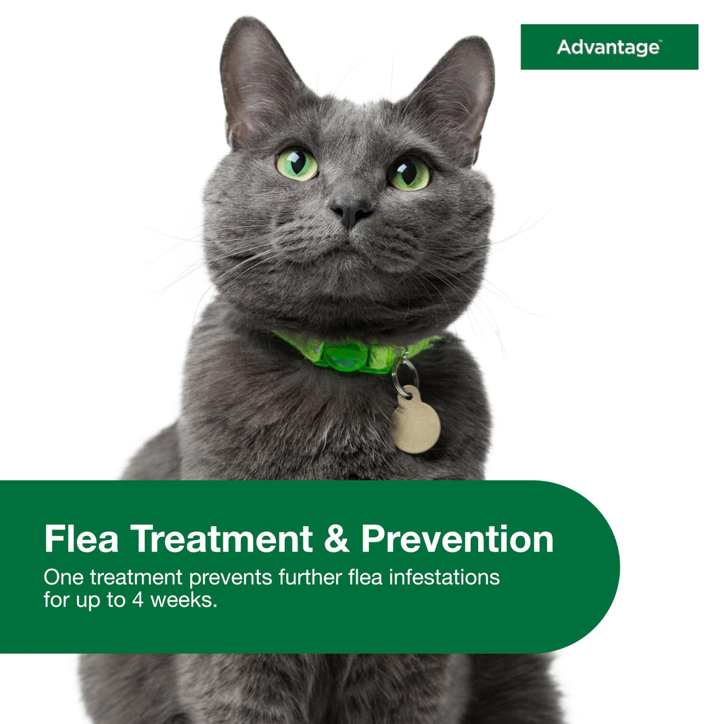 Topical Cat Flea Treatment and Prevention for Large Cats Over 9 lbs S999572