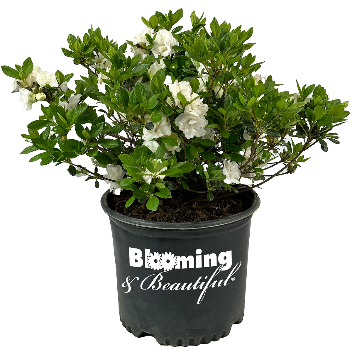 Live Evergreen Flowering Shrub 3 Gallon T862